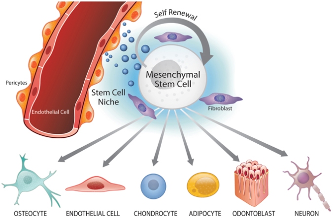 Perivascular-niche-and-multipotency-of-mesenchymal-stem-cells-MSC-Mesenchymal-stem